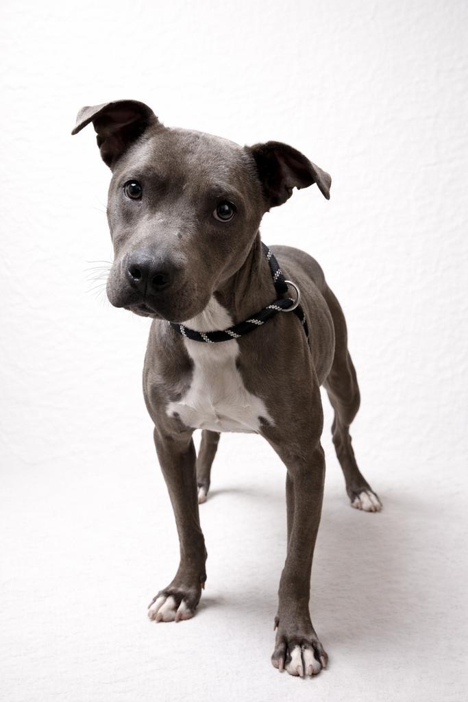 Queen Sara Saturday, Adoptable, Adult Female Mixed Breed.