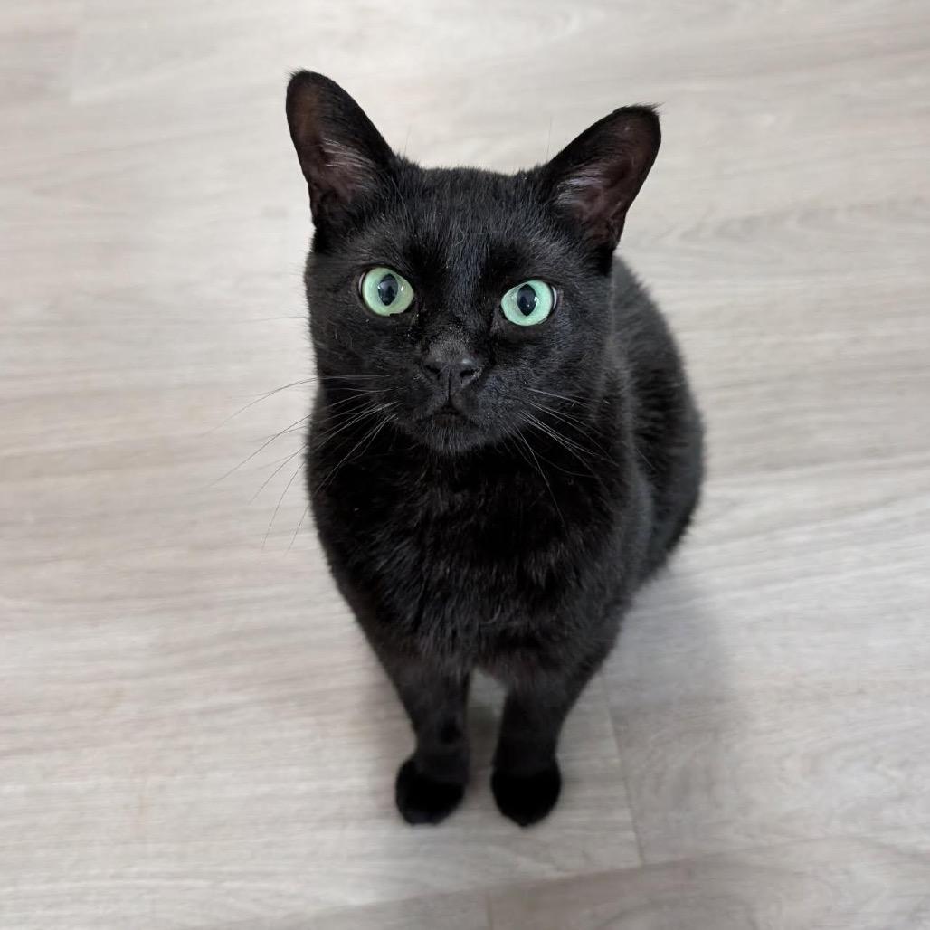 Wolfie, Adoptable, Adult Male Domestic Short Hair.