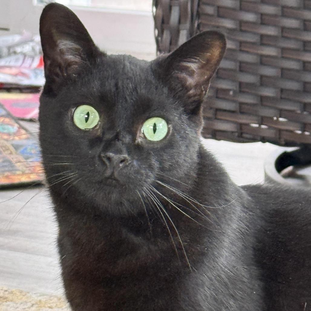Enlarge Wolfie, a Adoptable Domestic Short Hair in Goshen, IN image 2/2