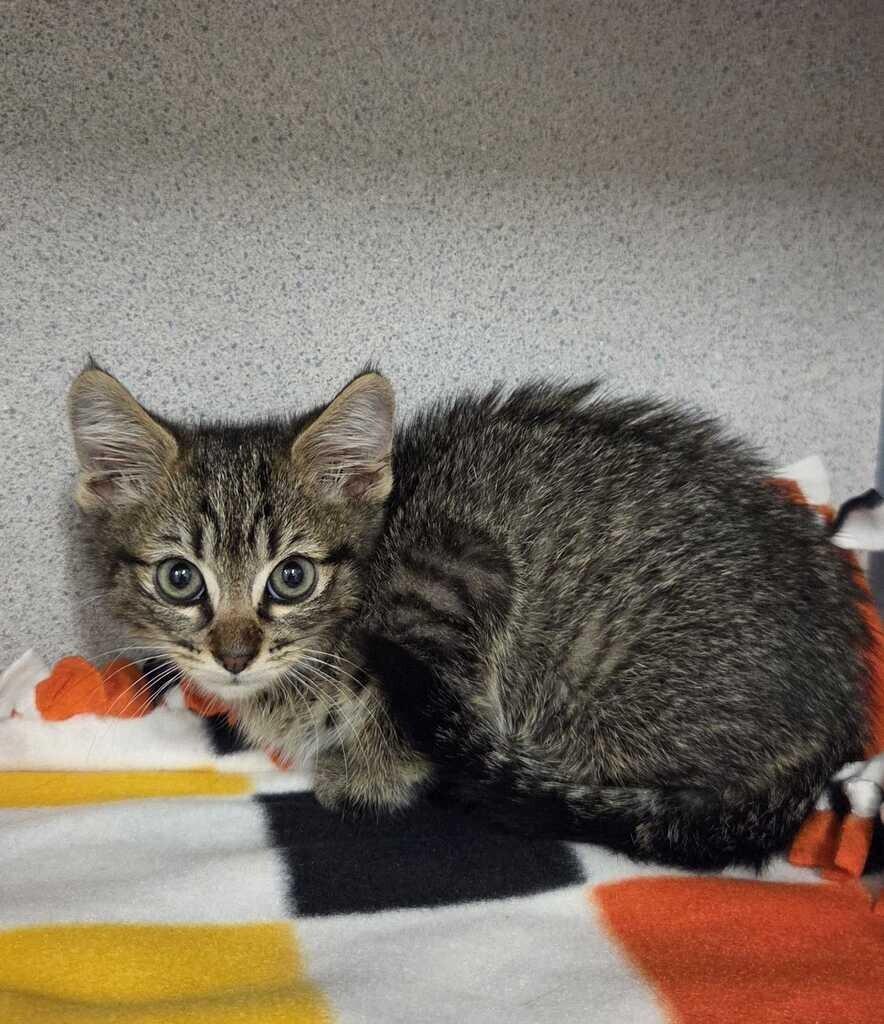 Luke, Adoptable, Kitten Male Domestic Short Hair.