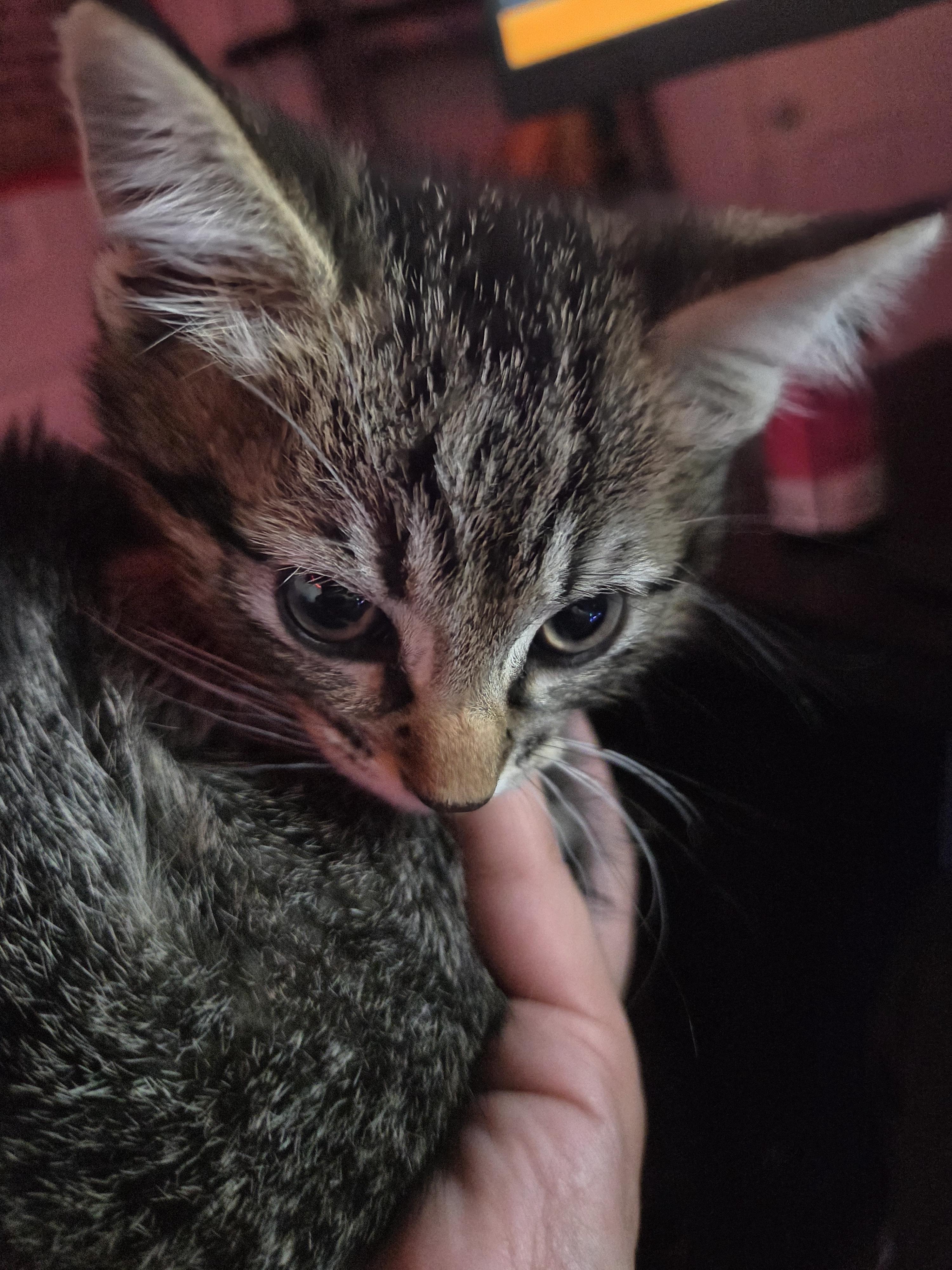 Enlarge Luke, a Adoptable Domestic Short Hair in Fruit Heights, UT image 2/4