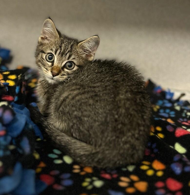 Enlarge Luke, a Adoptable Domestic Short Hair in Fruit Heights, UT image 3/4