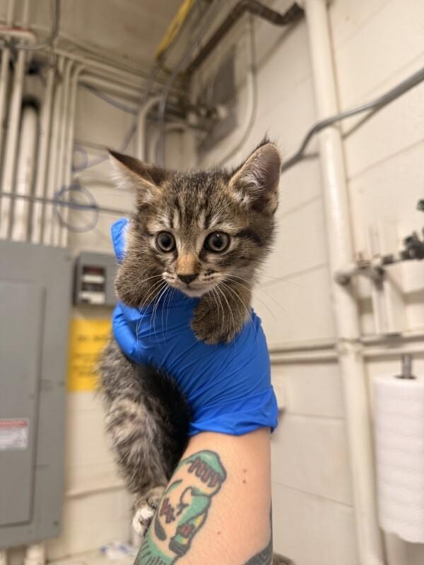 Enlarge Luke, a Adoptable Domestic Short Hair in Fruit Heights, UT image 4/4