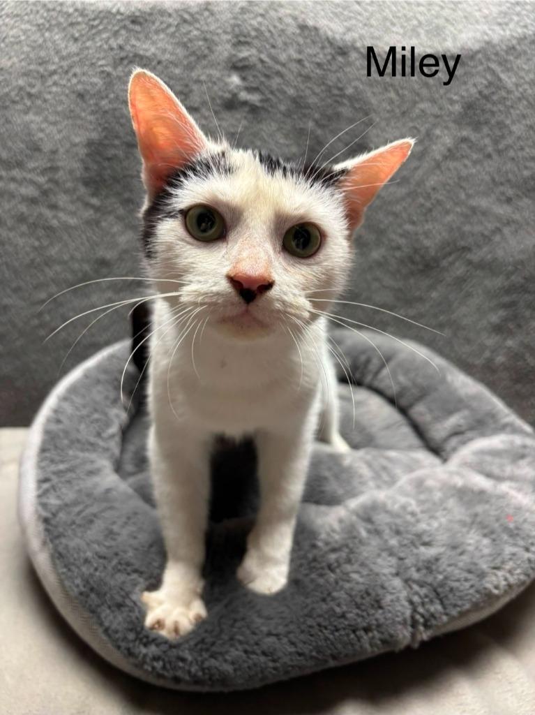 Miley, Adoptable, Adult Female Domestic Short Hair.