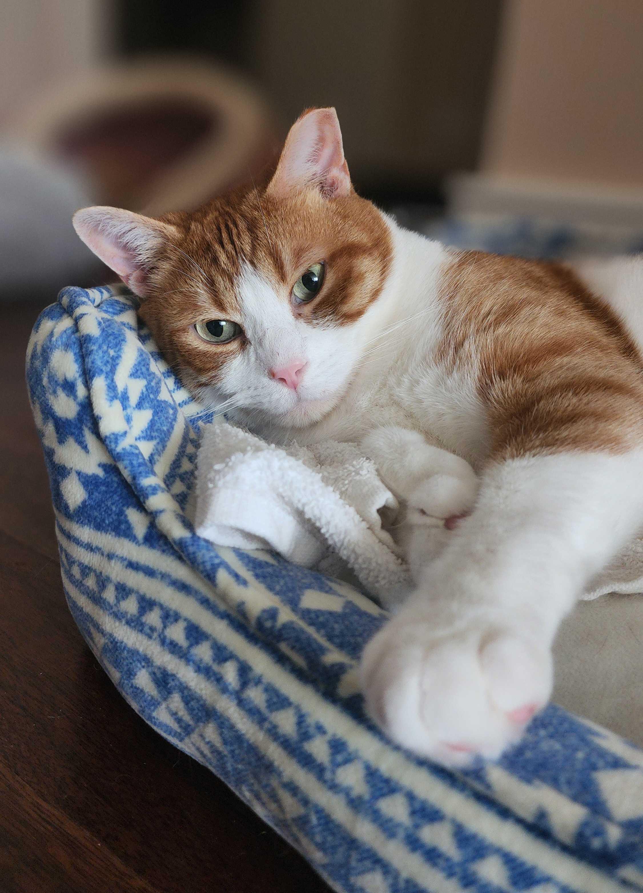 Enlarge Hemingway, a Adoptable Domestic Short Hair in Toronto, ON image 1/5