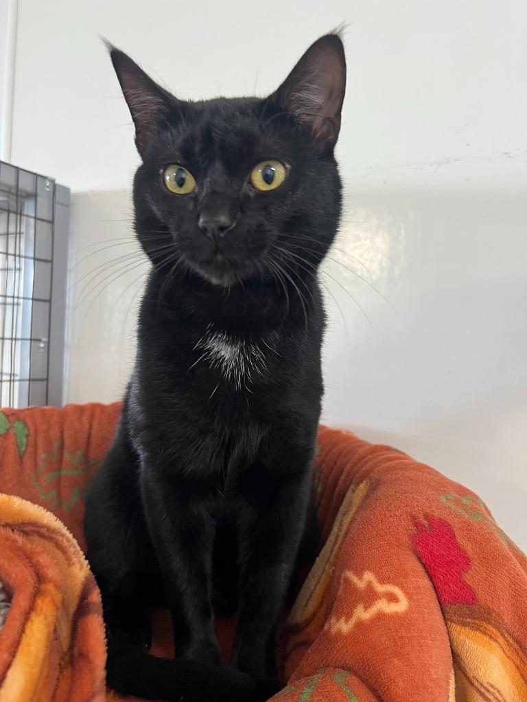Enlarge Salem, a Adoptable mixed breed in Brookings, OR image 1/1