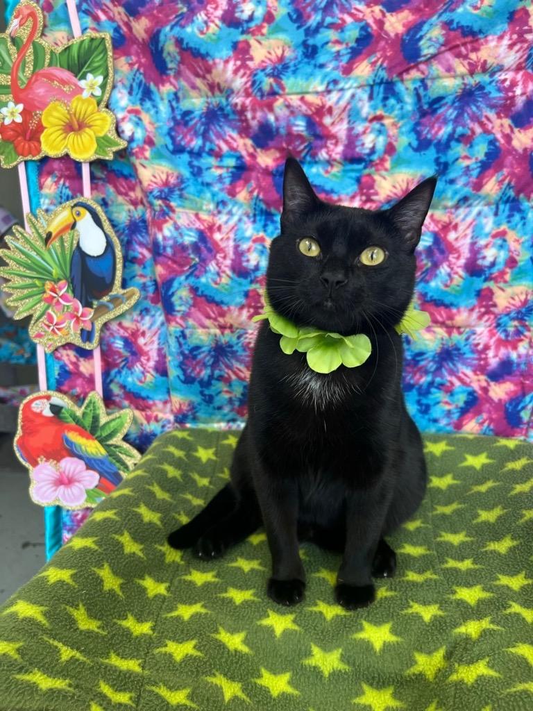 Salem, Adoptable, Kitten Male Domestic Short Hair.