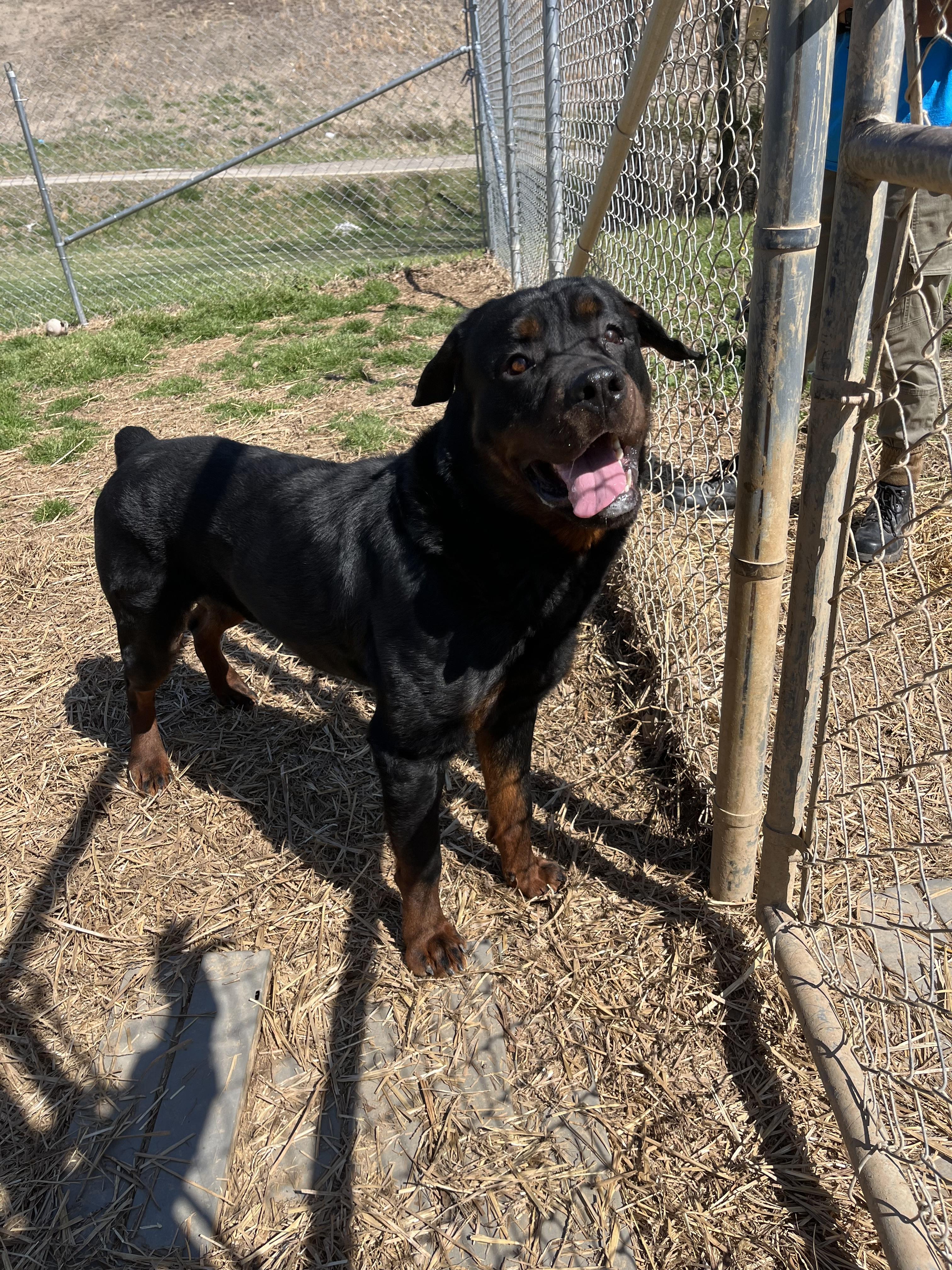 Enlarge Titan, a ADOPTABLE Rottweiler in Blackstone, VA image 2/2