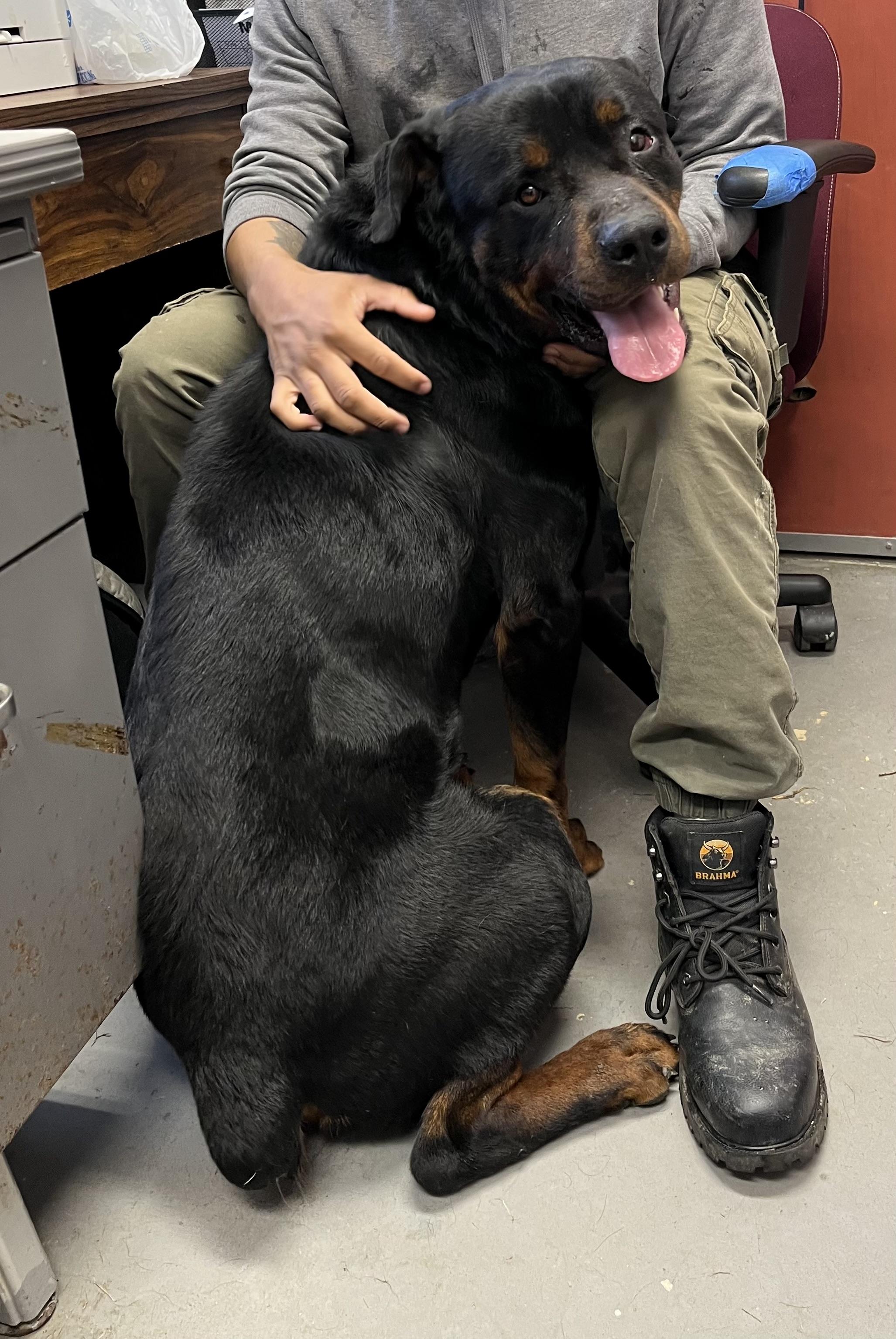 Enlarge Titan, a ADOPTABLE Rottweiler in Blackstone, VA image 1/2