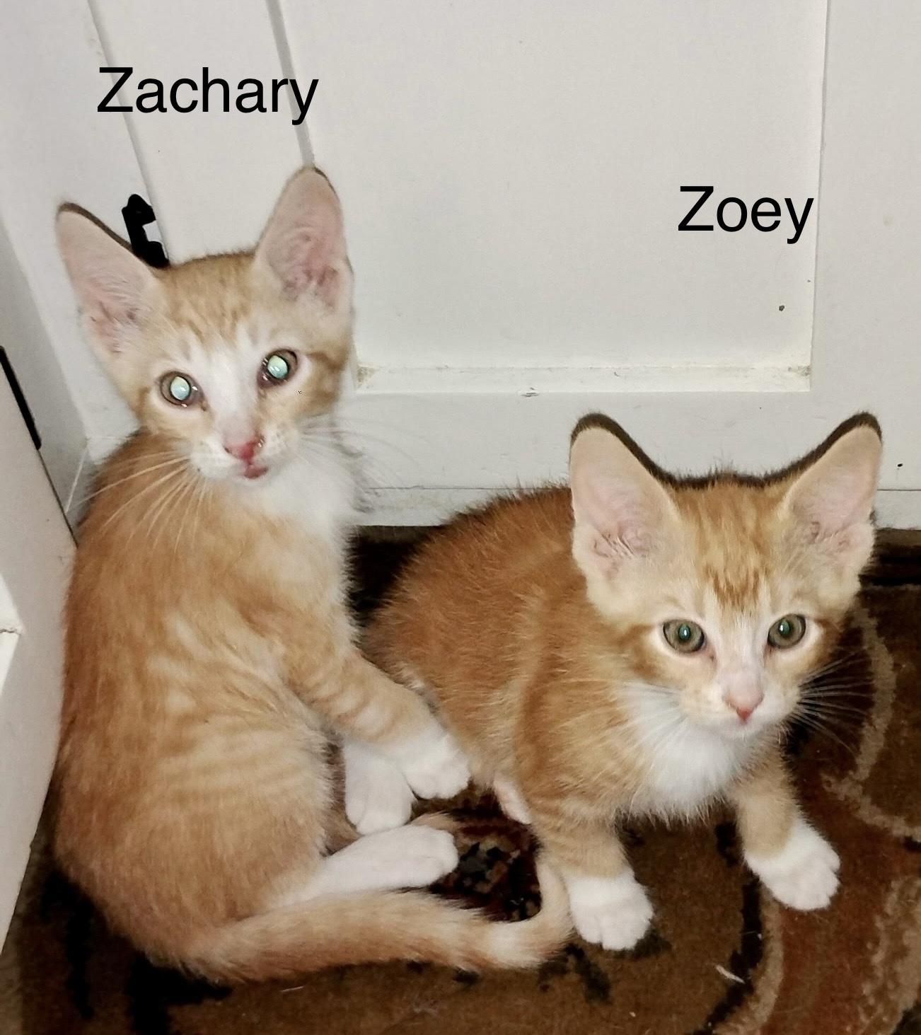 Zachary & Zoey (bonded pair Courtesy Listing)