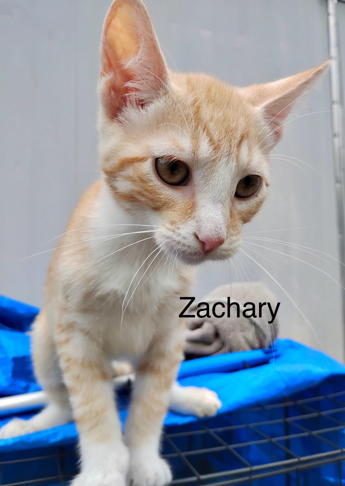 Zachary & Zoey (bonded pair Courtesy Listing)