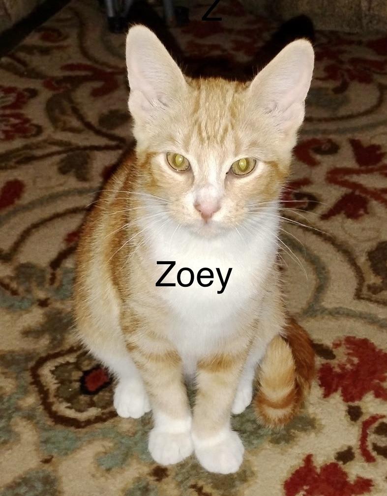 Zachary & Zoey (bonded pair Courtesy Listing)