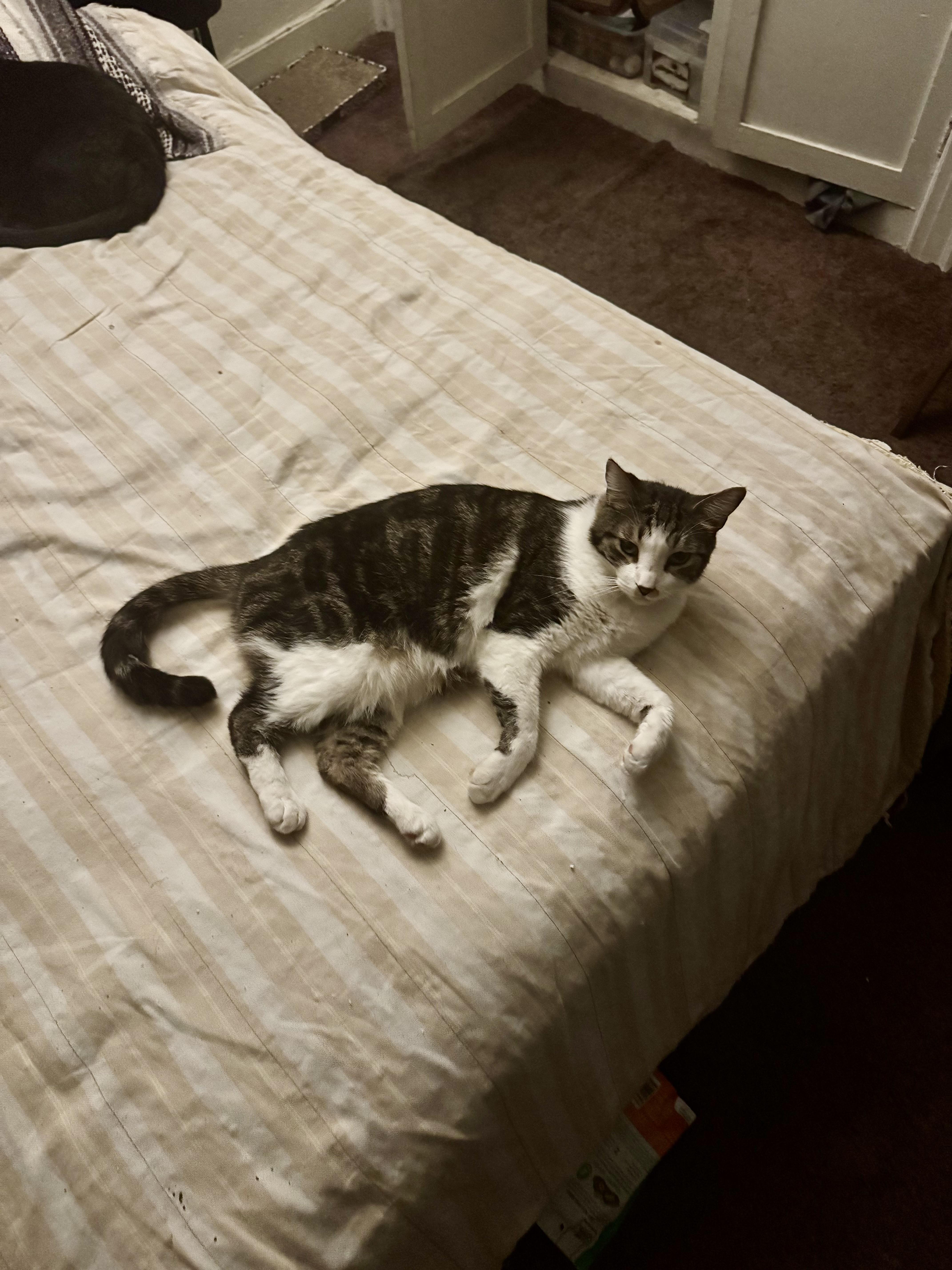 Enlarge Gopher, a Adoptable mixed breed in Los Angeles, CA image 4/5