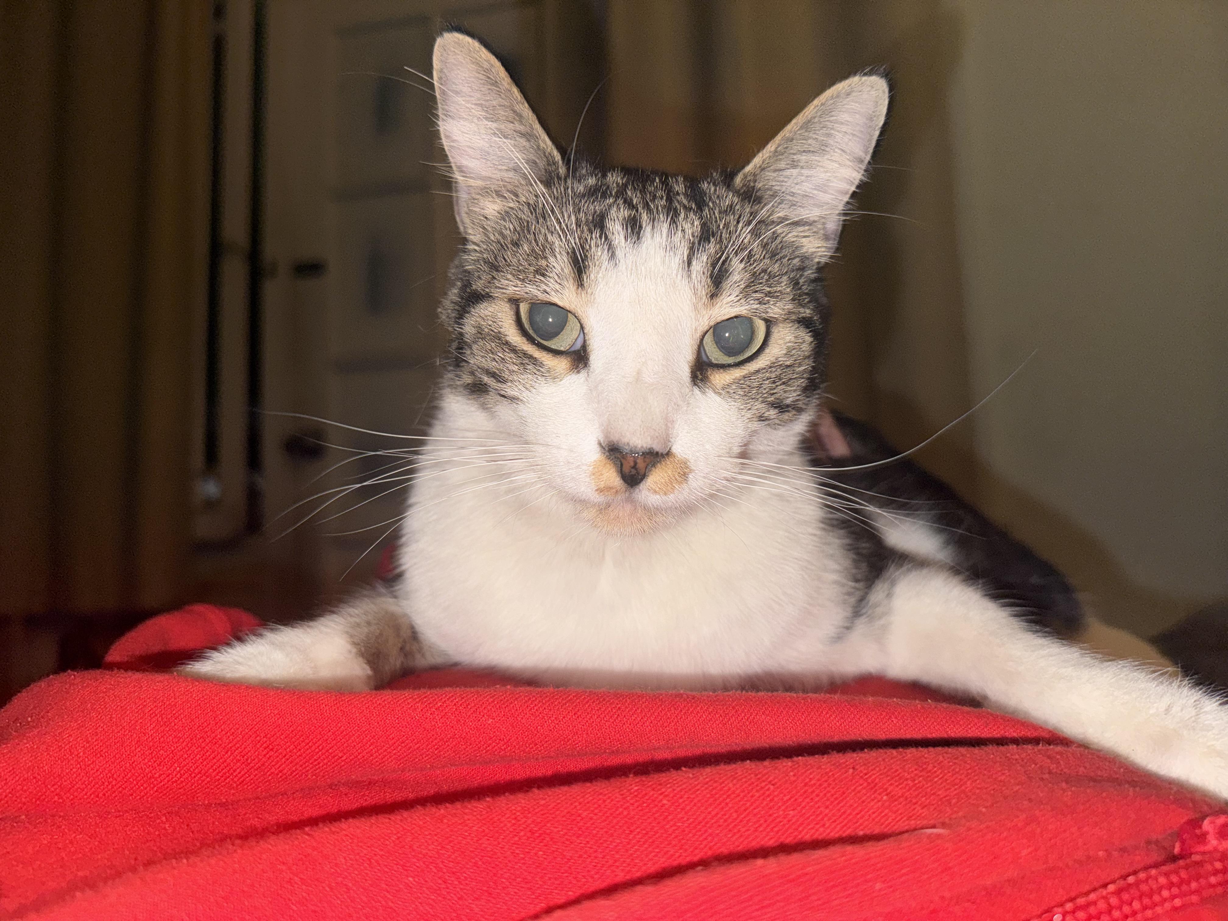 Enlarge Gopher, a Adoptable mixed breed in Los Angeles, CA image 2/5