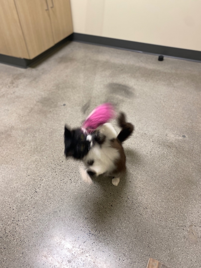 Cindy Catford, Adopted, Adult Female Domestic Medium Hair.