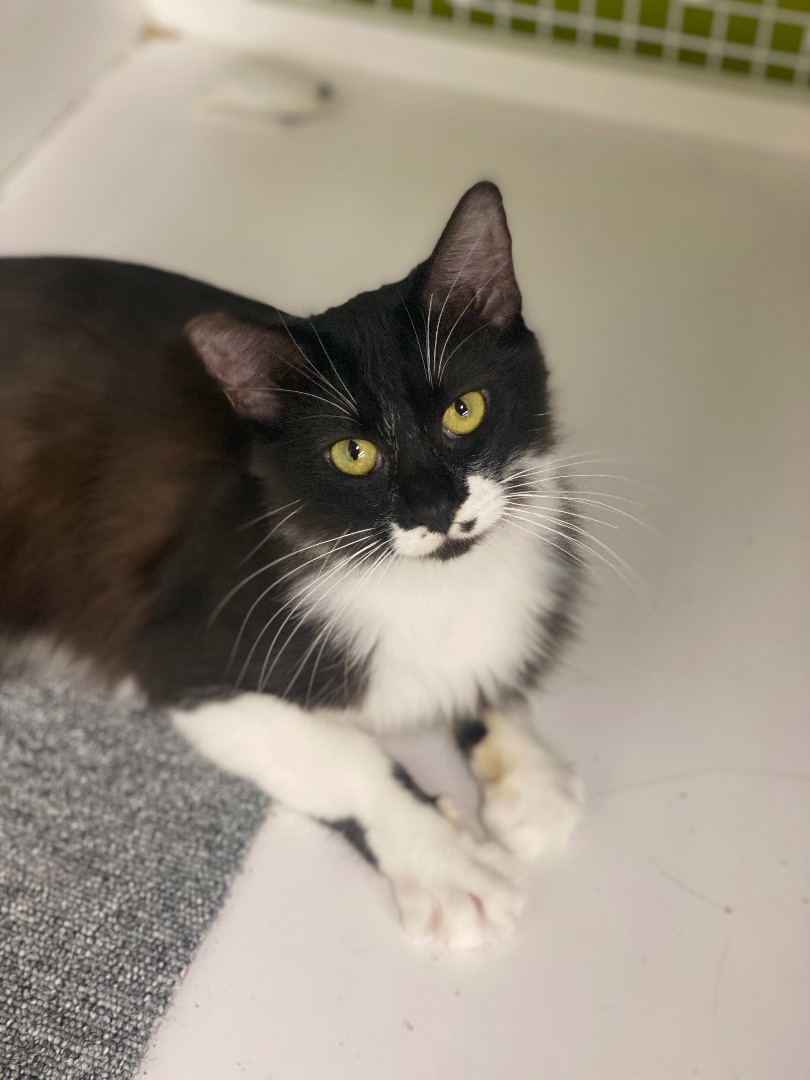 Enlarge Cindy Catford, a Adopted Domestic Medium Hair in Oceanside, CA image 2/5