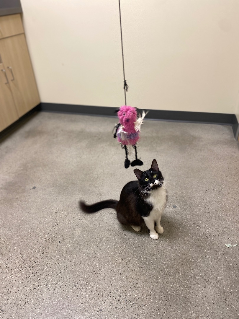 Enlarge Cindy Catford, a Adopted Domestic Medium Hair in Oceanside, CA image 3/5