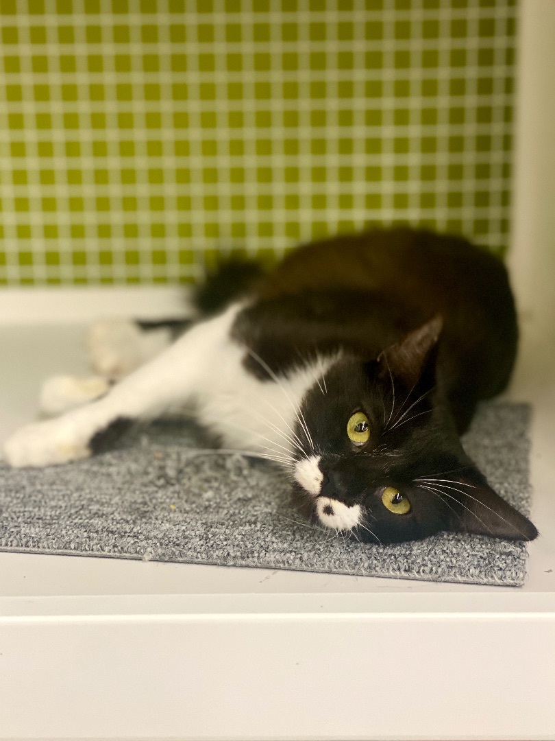 Enlarge Cindy Catford, a Adopted Domestic Medium Hair in Oceanside, CA image 4/5