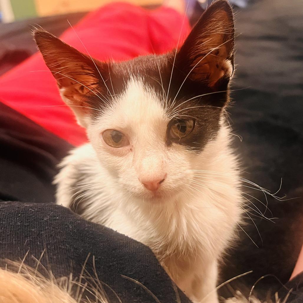 Wilson, Adoptable, Kitten Male Domestic Short Hair.