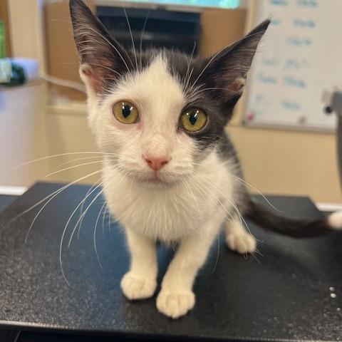 Enlarge Wilson, a Adoptable Domestic Short Hair in Lake Panasoffkee, FL image 2/2