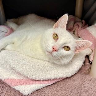 Calvin (Bashful Buddy), a Adoptable mixed breed in Wheaton, IL image 1/2