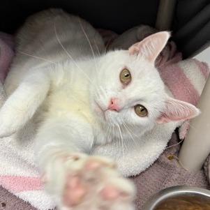 Calvin (Bashful Buddy), a Adoptable mixed breed in Wheaton, IL image 2/2