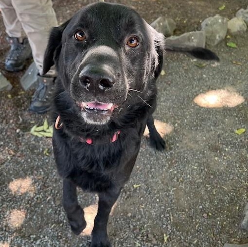 Kai, an adoptable Flat-Coated Retriever in Phoenix, OR, 97535 | Photo Image 1