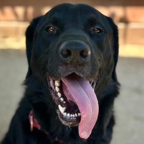Kai, an adoptable Flat-Coated Retriever in Phoenix, OR, 97535 | Photo Image 3