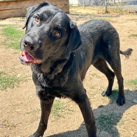 Kai, an adoptable Flat-Coated Retriever in Phoenix, OR, 97535 | Photo Image 4
