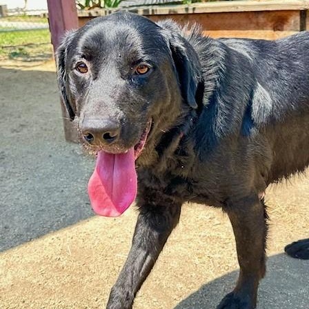 Kai, an adoptable Flat-Coated Retriever in Phoenix, OR, 97535 | Photo Image 6