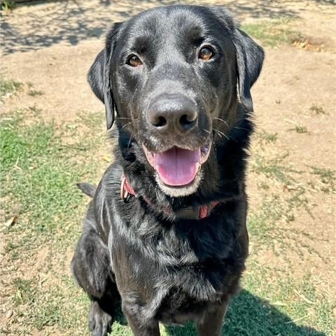 Kai, an adoptable Flat-Coated Retriever in Phoenix, OR, 97535 | Photo Image 2