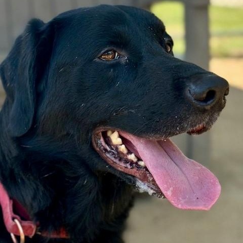 Kai, an adoptable Flat-Coated Retriever in Phoenix, OR, 97535 | Photo Image 5