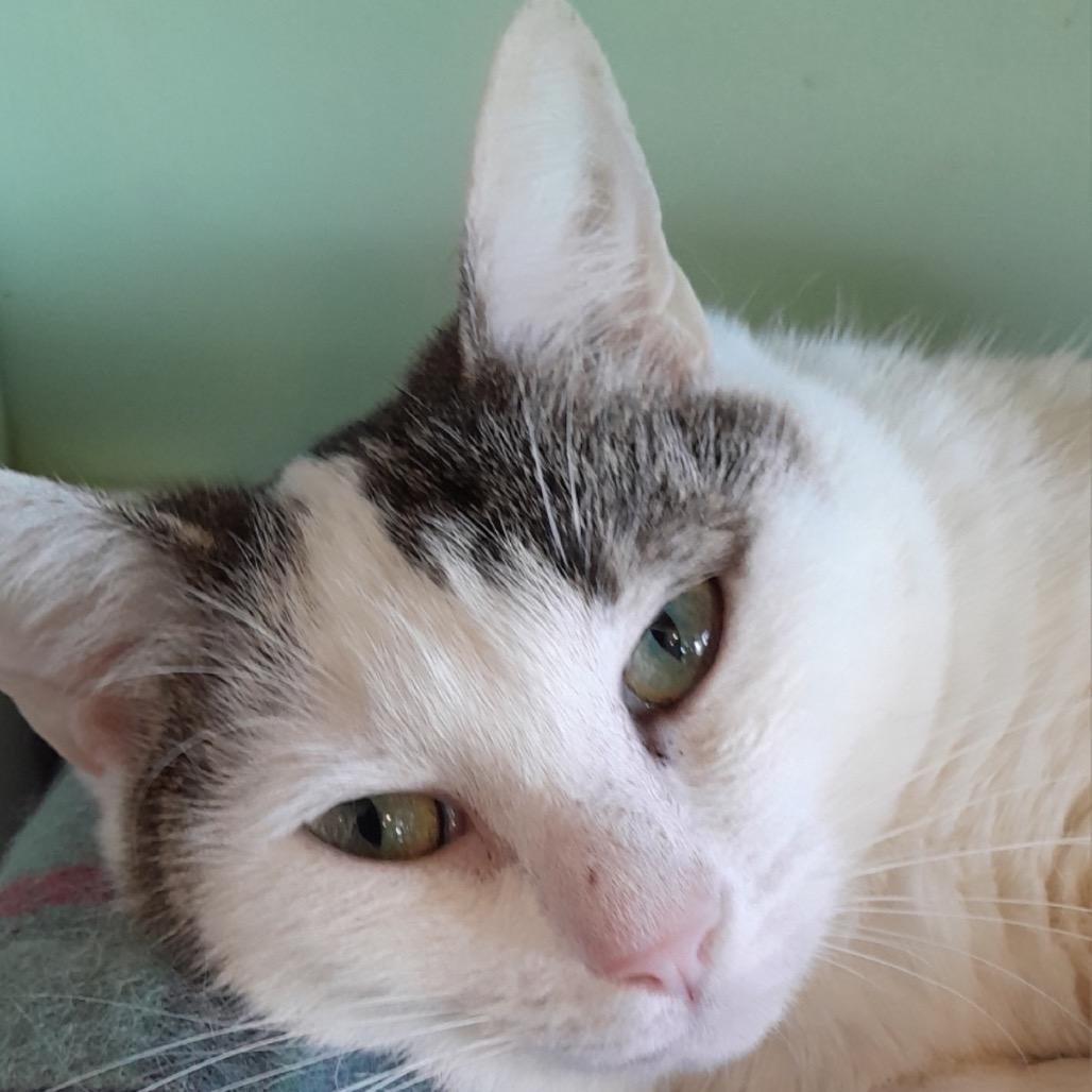 Kumi, Adoptable, Adult Female Domestic Short Hair.