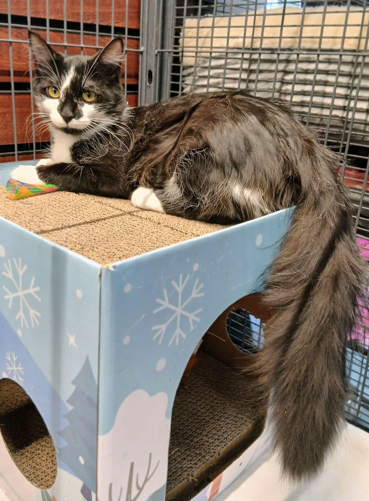 Enlarge Pippa bonded with Piper, an adopted Tuxedo in Hamilton, ON image 1/4