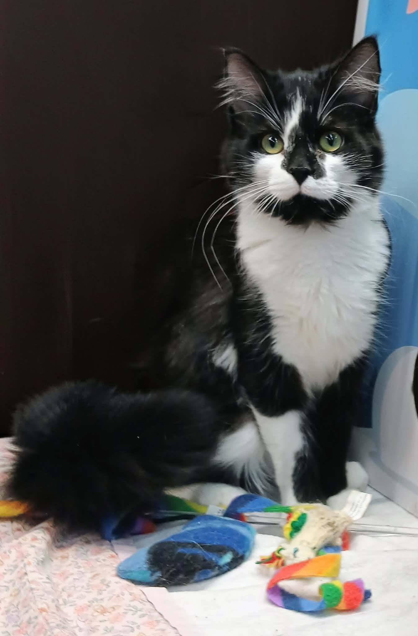 Enlarge Pippa bonded with Piper, an adopted Tuxedo in Hamilton, ON image 2/4