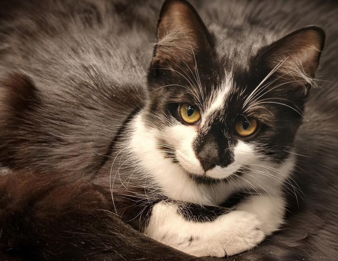 Enlarge Pippa bonded with Piper, an adopted Tuxedo in Hamilton, ON image 4/4