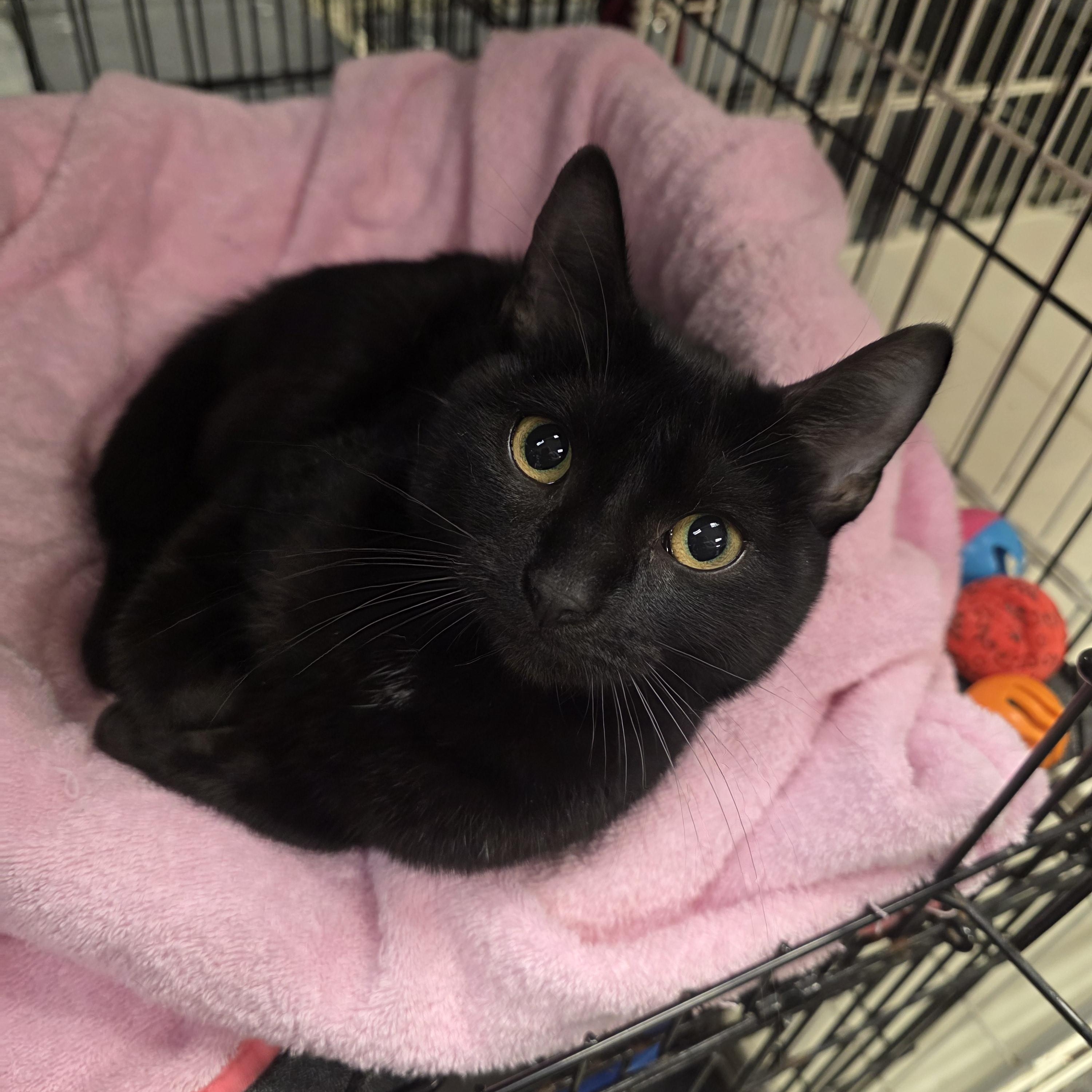 Daisy , ADOPTABLE, Kitten Female Domestic Short Hair.