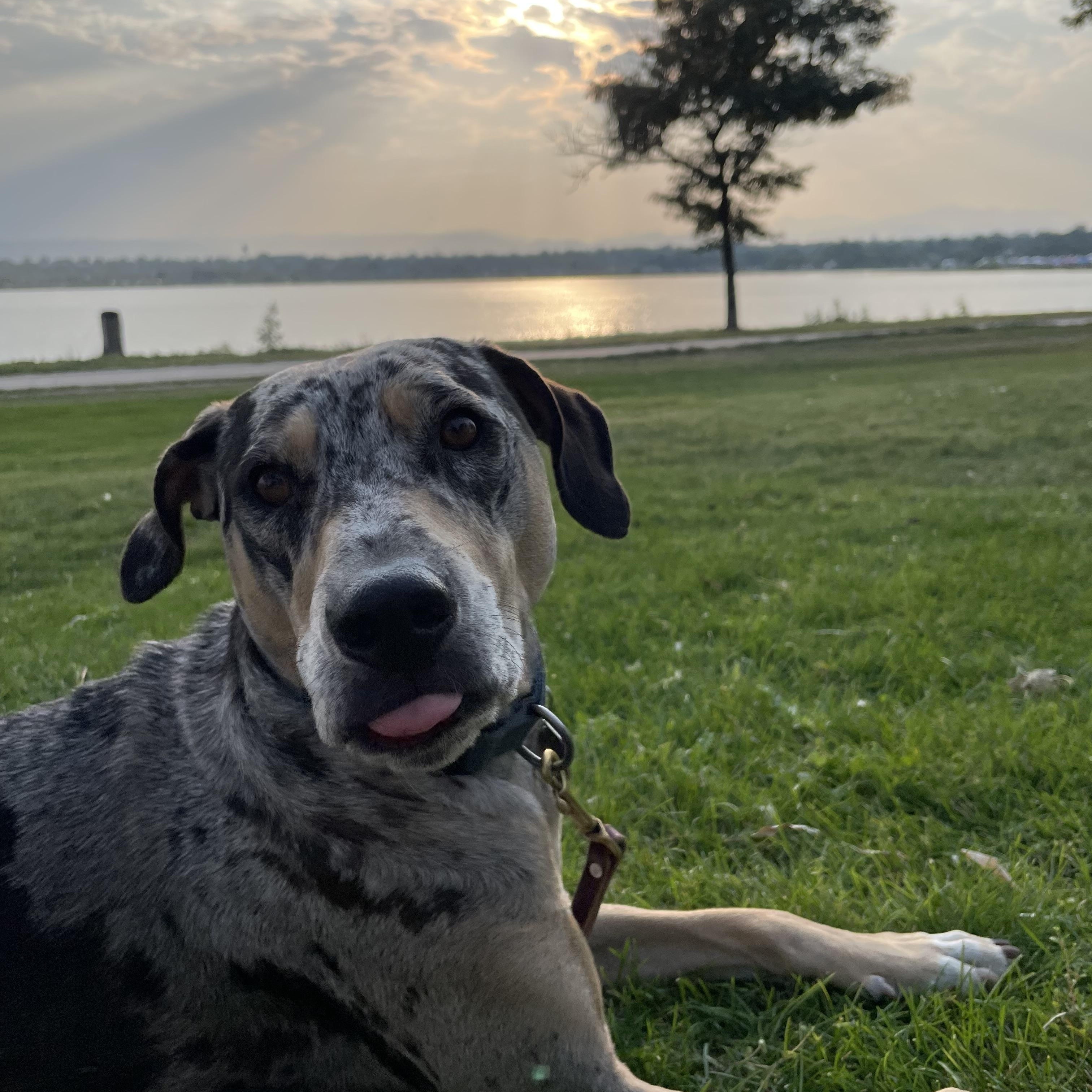 Enlarge PUA -JJ ( ), a Adoptable Catahoula Leopard Dog in RICHMOND, TX image 3/4