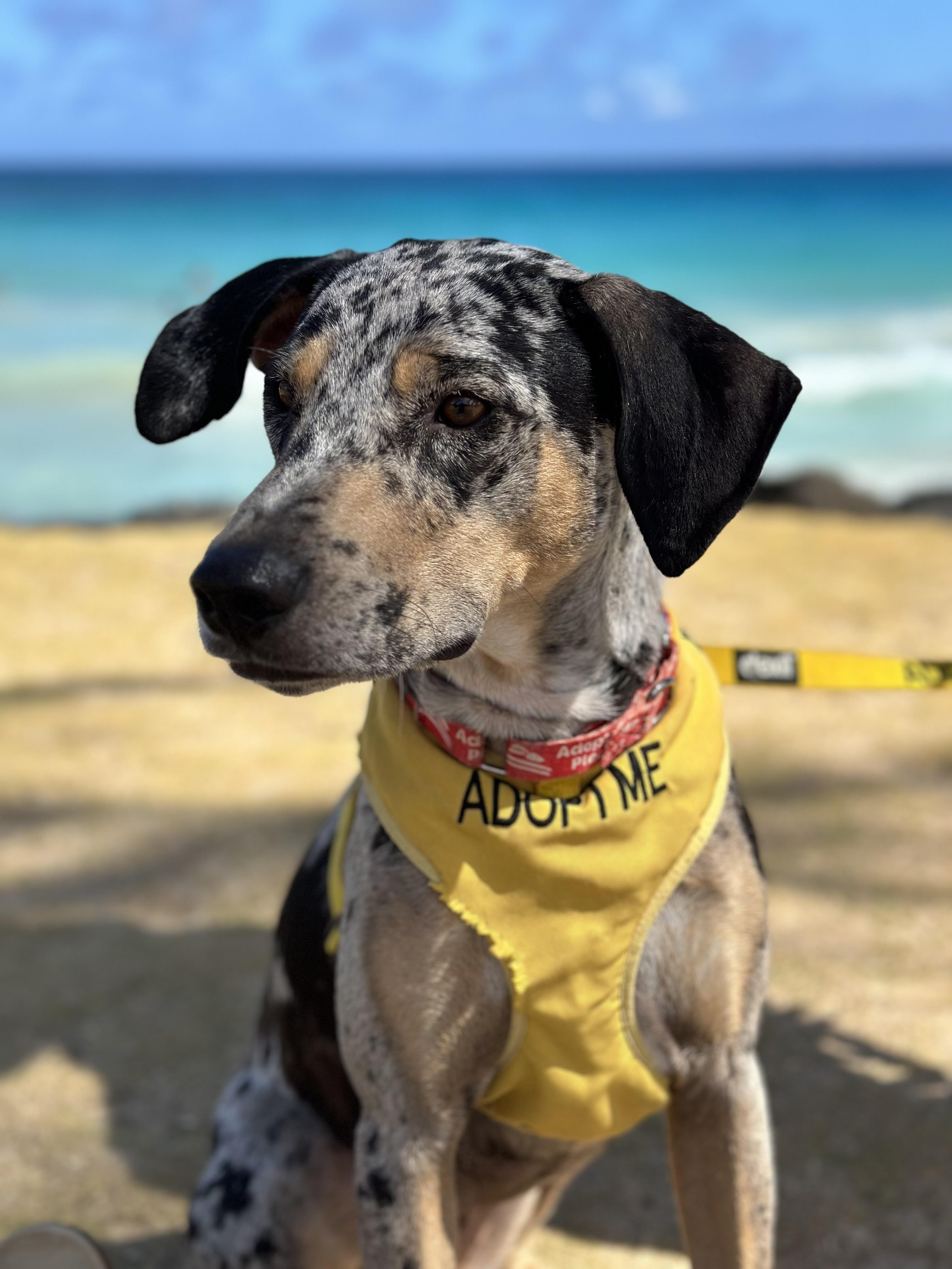 Enlarge PUA -JJ ( ), a Adoptable Catahoula Leopard Dog in RICHMOND, TX image 2/4
