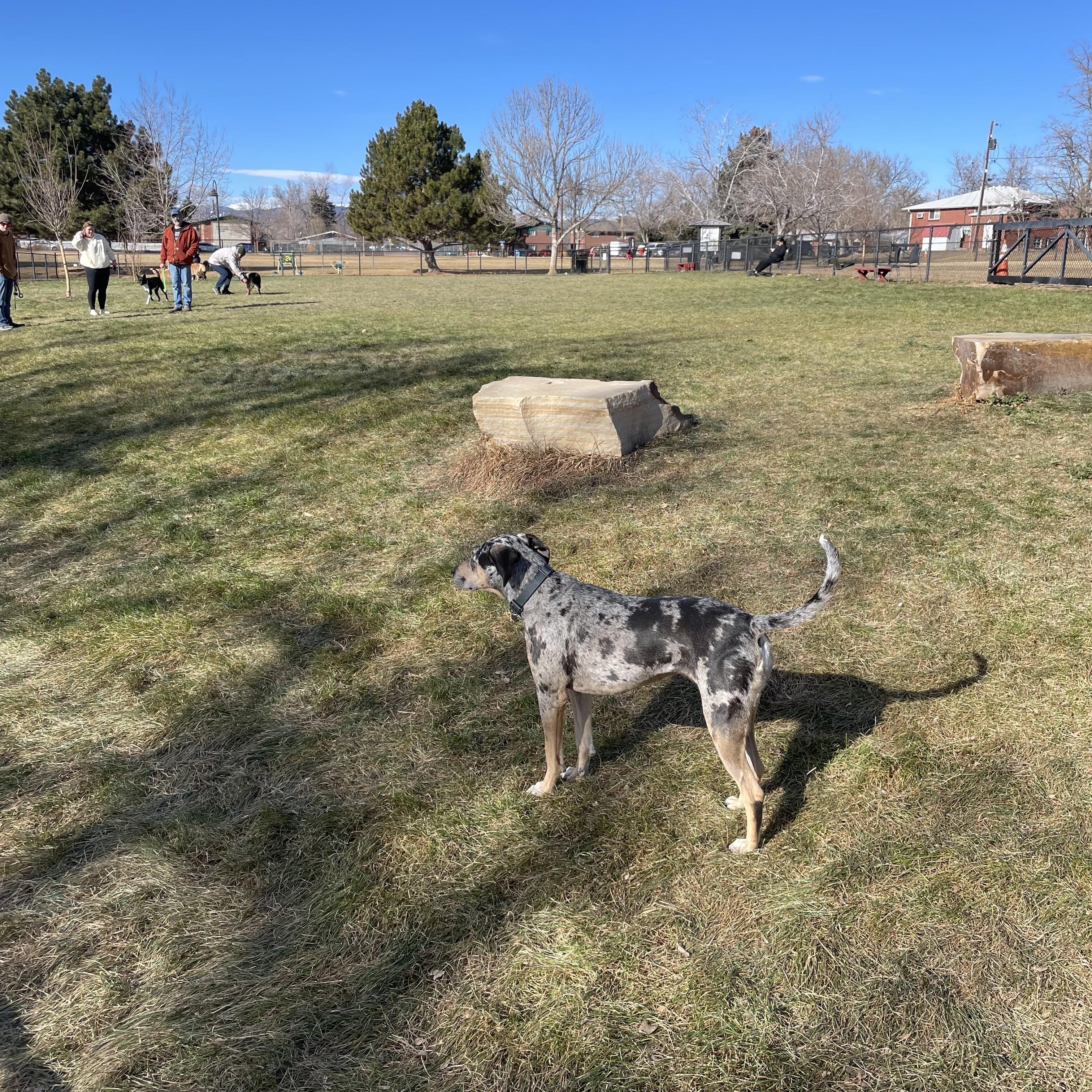 Enlarge PUA -JJ ( ), a Adoptable Catahoula Leopard Dog in RICHMOND, TX image 4/4