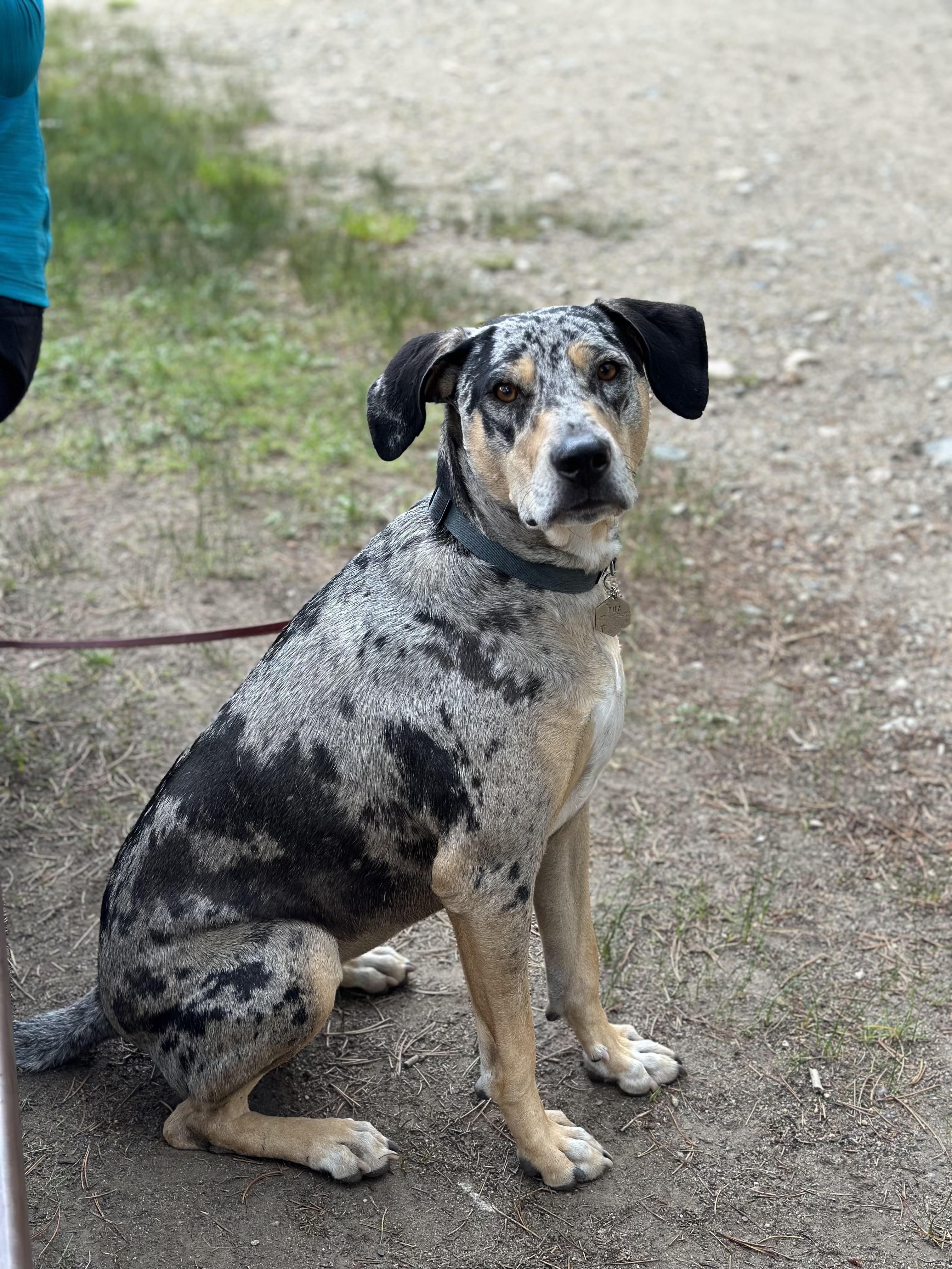 PUA -JJ ( ), Adoptable, Adult Female Catahoula Leopard Dog.