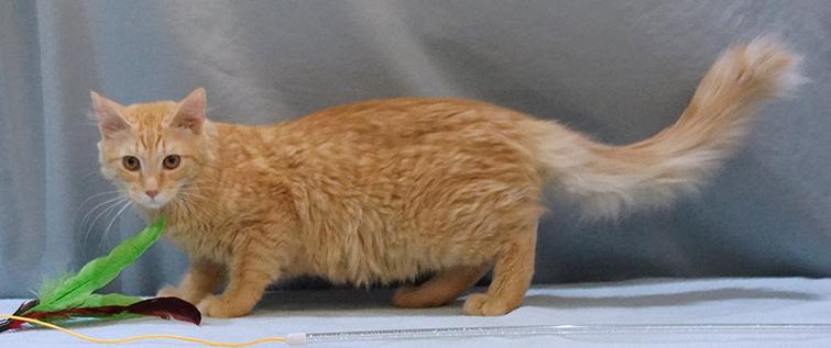 Enlarge Auggie, a Adoptable mixed breed in Maynardville, TN image 2/6