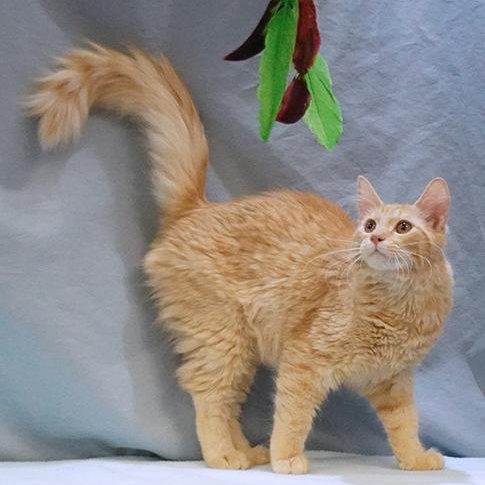 Auggie, Adoptable, Kitten Male Domestic Long Hair.