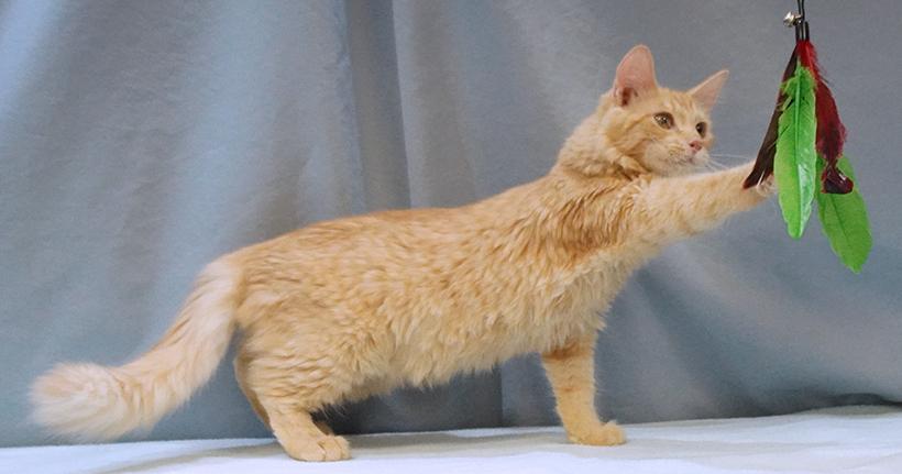 Enlarge Auggie, a Adoptable mixed breed in Maynardville, TN image 3/6