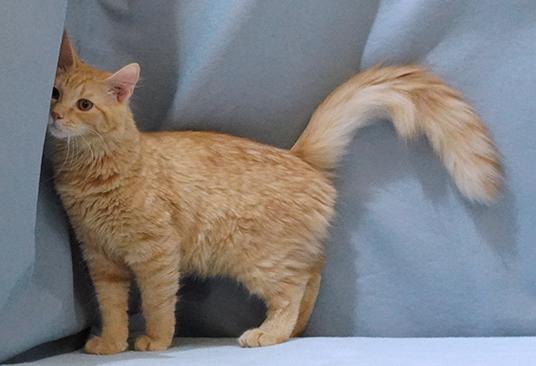 Enlarge Auggie, a Adoptable mixed breed in Maynardville, TN image 4/6