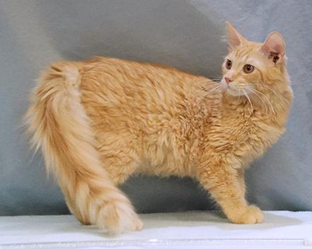 Enlarge Auggie, a Adoptable mixed breed in Maynardville, TN image 5/6