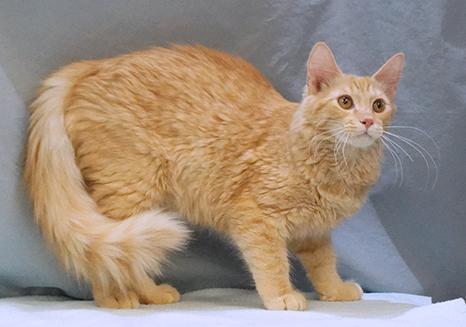 Enlarge Auggie, a Adoptable mixed breed in Maynardville, TN image 6/6