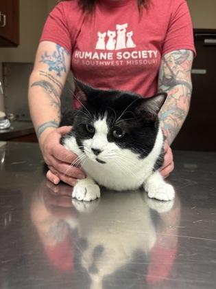 Inky, adopted, Senior Female Domestic Short Hair.