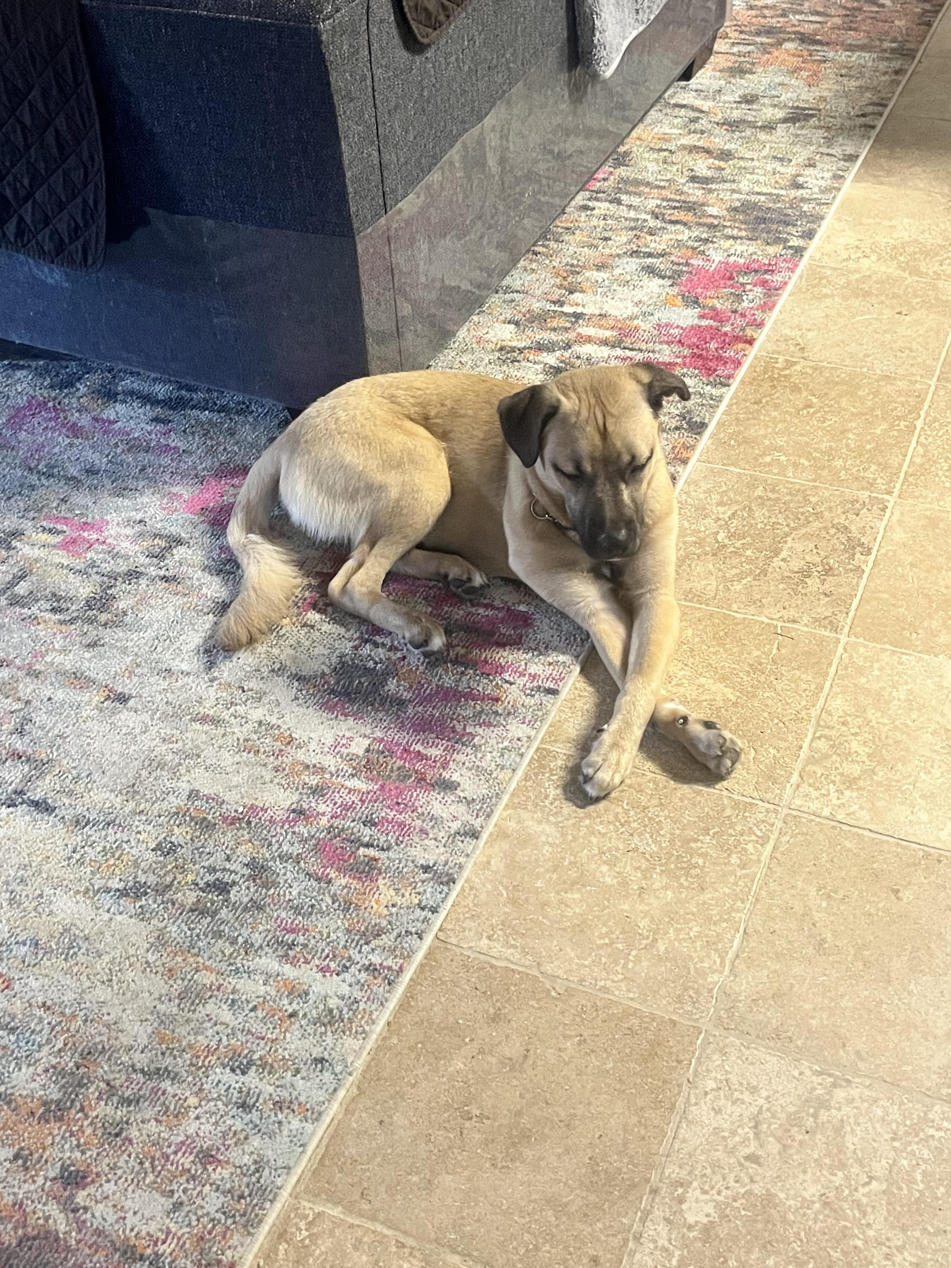 Enlarge Boone, a Adoptable mixed breed in Tracy, CA image 1/6