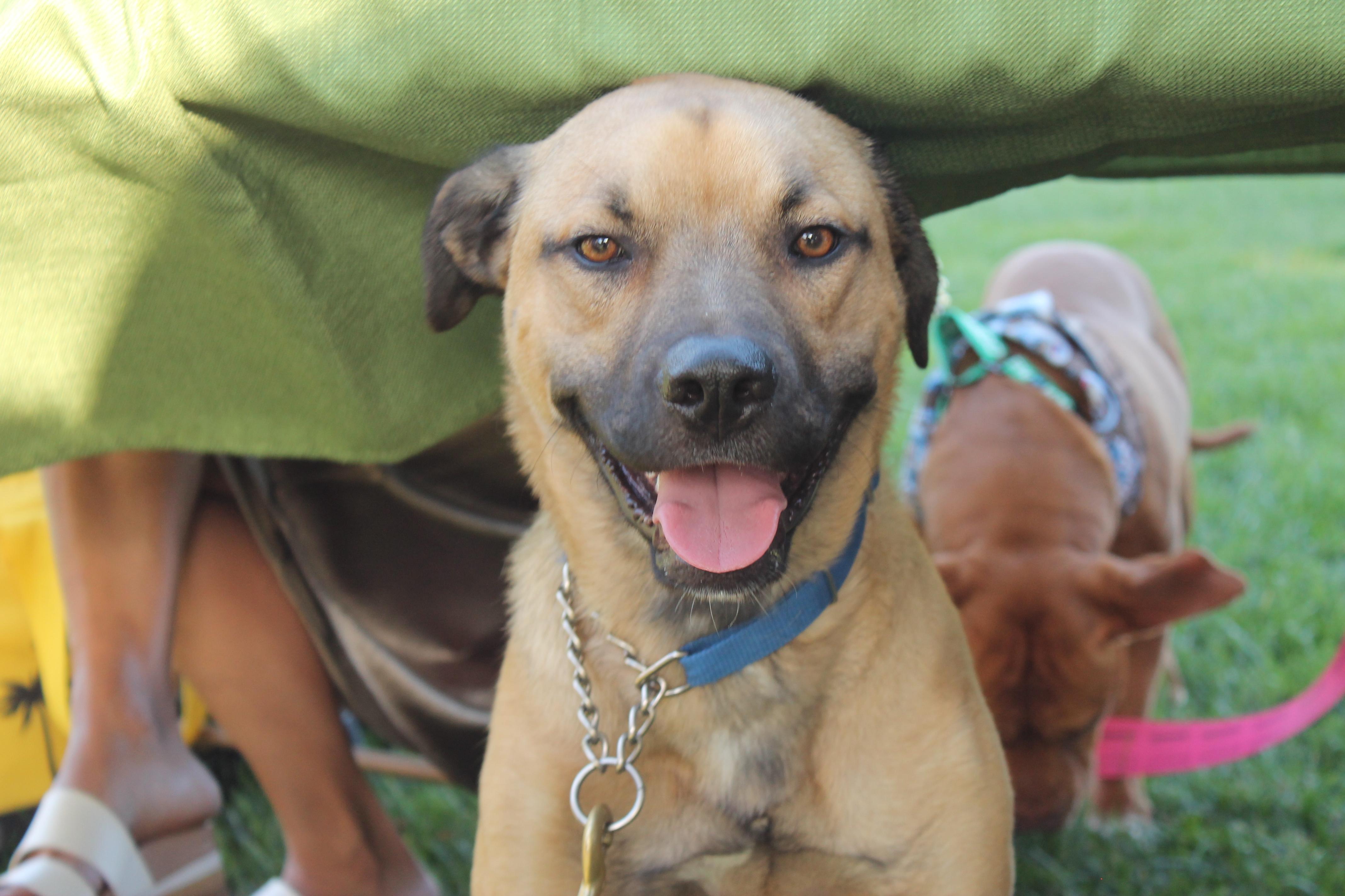 Enlarge Boone, a Adoptable mixed breed in Tracy, CA image 2/6